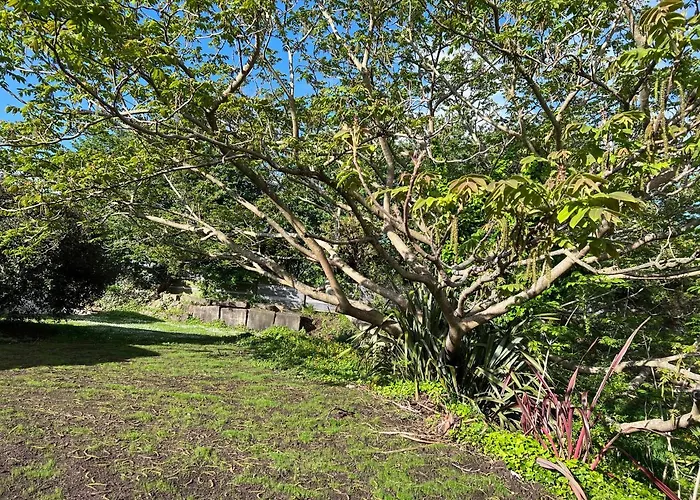 Under Walnut Tree Apartment